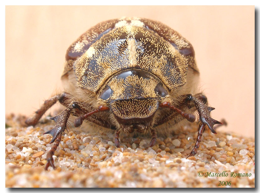 Polyphylla ragusae, il pi bel melolontide di Sicilia